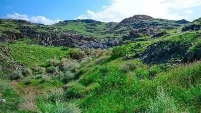 ظاهرة نباتات مكة.. هل هي من علامات الساعة؟