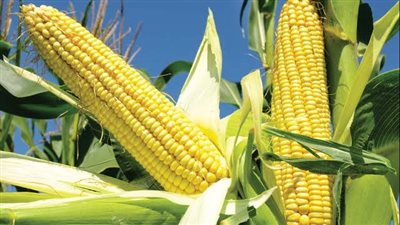 عقود الذرة الآجلة تتراجع بشكل طفيف اليوم الأربعاء 