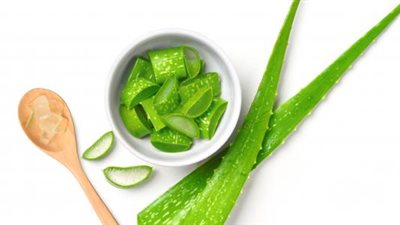 فوائد شجرة الصبار.. تخفيض نسبة الكولسترول ومستوى السكر في الدم