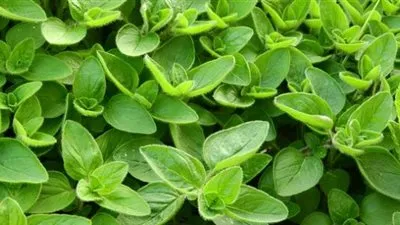 نبات البردقوش..استكشف جماله وفوائده