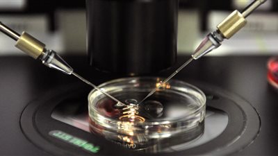 عاجل بالفيديو - إسرائيل تسحب حيوانات منوية من جثث قتلاها.. فما السبب؟