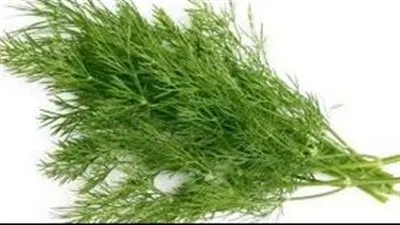 كل ما تريد معرفته عن فوائد الشبت