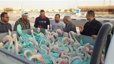 قبل أيام من مهرجان تصوير الطيور.. إحباط محاولة سرقة طيور الفلامنجو من محمية بور فؤاد