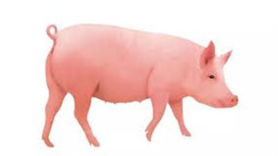 بعد ظهوره ببريطانيا.. ماذا تعرف عن انفلونزا الخنازير؟