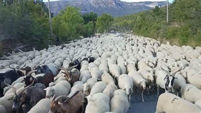 تعرف على أسعار خراف عيد الأضحى 2024 