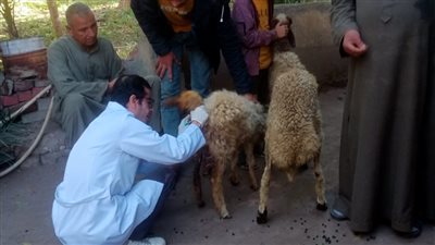 بيطري الجيزة: علاج ورش 2652 رأس ماشية خلال قافلة بيطرية مجانية بكرداسة