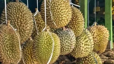 فوائد دوريان الملكة: فاكهة الرائحة الكريهة المليئة بالقيم الغذائية