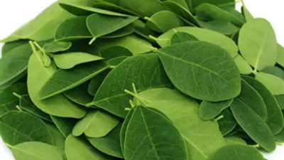 فوائد صحية لأوراق المورينجا.. بينهم تحسين صحة الأمعاء وتنظيم السكر بالدم
