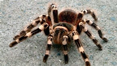 عنكبوت ذئب يضع بيضة في إصبع قدم رجل بريطاني!