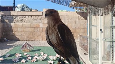 البيئة تضبط عدد من الطيور المهددة بالانقراض قبل بيعها بالإسكندرية