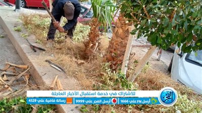 تجميل المسطحات الخضراء داخل المدارس وخارجها بالإسماعيلية استعدادًا للانتخابات الرئاسية