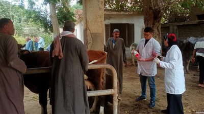 تحصين 160 ألف رأس ماشية ضد الجلد العُقدي وجُدري الضأن ببني سويف