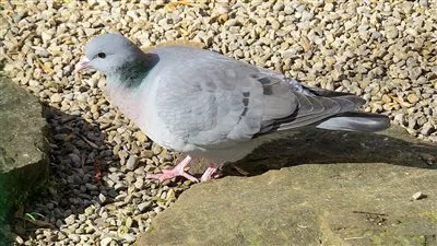 الحفاظ على صحة الحمام: طرق فعّالة للوقاية من الأمراض وتعزيز سعادة الطيور الأليفة