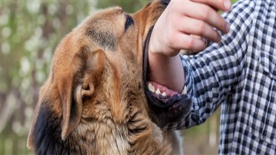 مرض السعار: تحديات التشخيص والعلاج 