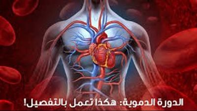 الدورة الدموية.. تعرف على رحلة الدم في جسم الإنسان