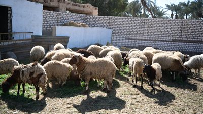 محافظ قنا يجرى جوله تفقدية بعدد من مشروعات الأمن الغذائي بالمعنا