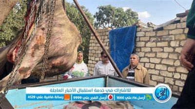 ضبط عجل جاموسي نافق جاري تجهيزه للبيع بقرية نفيشة في الإسماعيلية