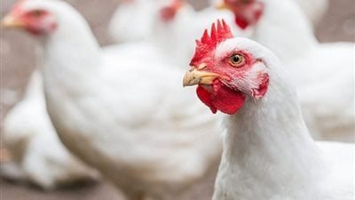 شعبة الدواجن تكشف سبب ارتفاع الأسعار وكيفية حل الأزمة (فيديو)