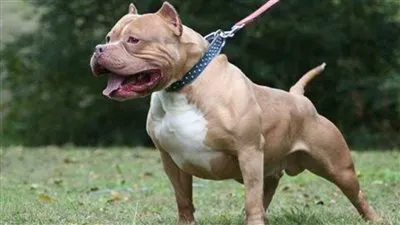 ما مصير حيازة كلب دون ترخيص طبقًا لقانون حيازة الحيوانات الخطرة؟