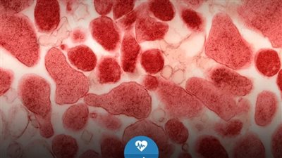 هل تتحول بكتيريا الميكوبلازما 