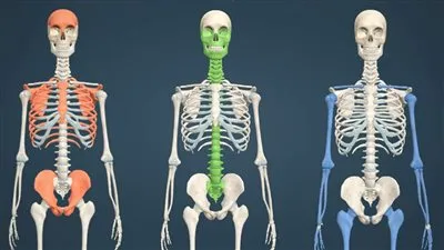 عجائب العظام: بنية قوية تحكي قصة الحياة 