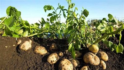 البطاطس تواصل تصدر قائمة المنتجات الغذائية الأكثر تصديرا خلال الأسبوع الماضي