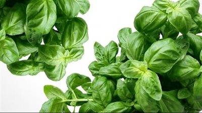 فن العشبيات.. تفتيت حصى الكلى بالطرق الطبيعية وفوائد الأعشاب الفعّالة