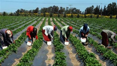 ما الدورة الزراعية ومحاصيلها وعلاقتها بالاكتفاء الذاتي؟.. خبراء يجيبون