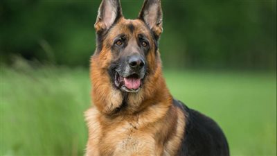 مريض نفسي.. تفاصيل واقعة ذبح كلب ضال على يد عاطل بشارع الجيزة