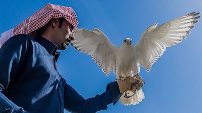 الأوصاف والوزن والقياس.. ميزات رئيسة في جمال الصقور بالمملكة