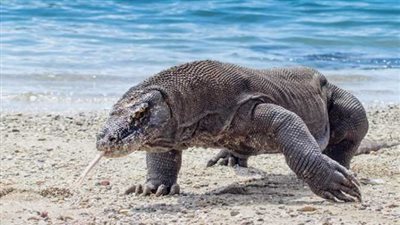 مصر ضد الرأس الأخضر.. ماذا تعرف عن جمهورية كاب فيردي؟