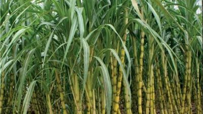 التموين: ارتفاع نسب توريد قصب السكر إلى 1.052 مليون طن