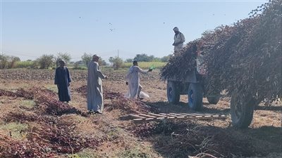 يحارب الضغط العالى.. محصول الكركديه يحول الأرض للون الاحمر في الاقصر