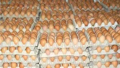 85 جنيها أرتفاع أسعار الفراخ البيضاء اليوم الأحد 28 -1-2024 في بني سويف