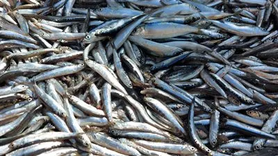 هل سمك البساريا به سم قاتل؟.. البيطريين تكشف الحقيقة