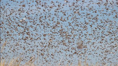 هجوم أسراب منه على الحدود.. تعرف على أضرار الجراد 