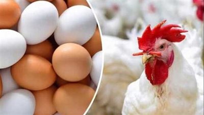 في البورصة والأسواق.. تعرف علي أسعار الدواجن والبيض اليوم السبت 3 فبراير 2024 