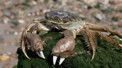 تسبب في خسارة 12 مليار يورو في أوروبا.. ما لا تعرفه عن السلطعون الصيني