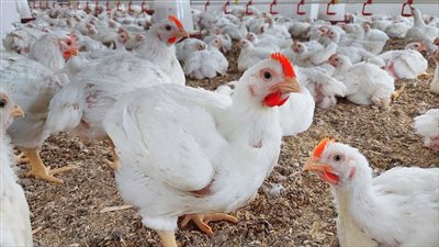 اتحاد الدواجن يزف بشرى سارة للمصريين بشأن أسعار الفراخ