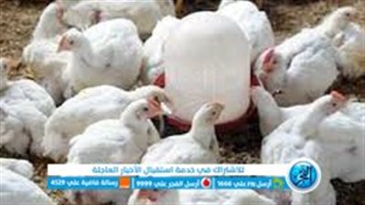 عاجل- أسعار الدواجن اليوم الجمعة 2024/1/9..ارتفاع جديد يهدد موائد المصريين قبل رمضان