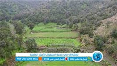 السعودية.. قائمة أشهر الغابات داخل المملكة