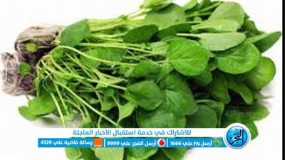 فوائد الجرجير..طعام غني بالفيتامينات والمعادن