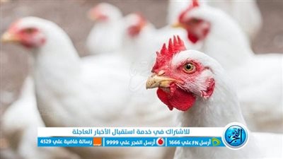 ارتفاع أسعار الفراخ اليوم: كم يبلغ سعر الكيلو في الأسواق التجارية يوم الجمعة 9 فبراير 2024؟
