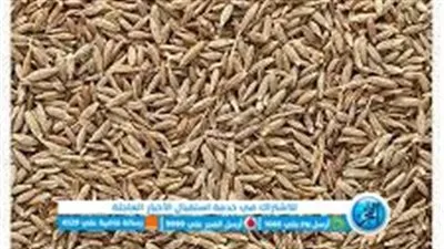 سعر كيلو الكمون اليوم.. الأسعار الفترة المقبلة؟