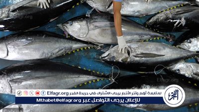 أسعار السمك والجمبري اليوم السبت 10 فبراير 2024 