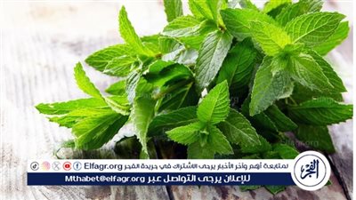 كل ما تريد معرفته عن النعناع.. الفوائد والأضرار