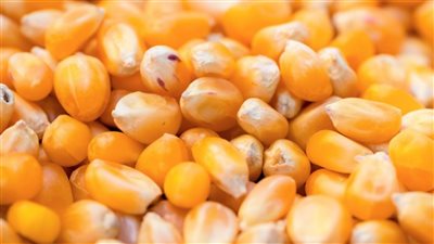 أسعار الذرة الصفراء اليوم الثلاثاء 13 فبراير.. تحليل مفصل لأحدث تسعيرات طن الذرة الصفراء المحلية وتوقعات السوق