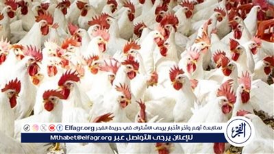 الآن.. أسعار الدواجن + البيض والكتاكيت اليوم في البورصة والأسواق المصرية