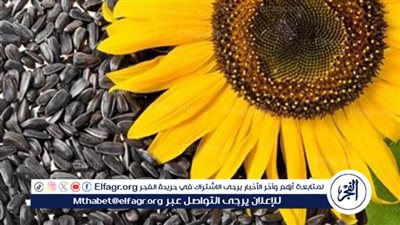 بذور عباد الشمس.. كنز من الفوائد الصحية للقلب وتقوية الجهاز المناعي