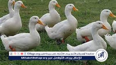 مع حلول شهر رمضان.. سعر البط اليوم السبت 17 فبراير 2024 في الأسواق